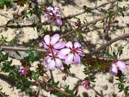 pink flowers on a bush