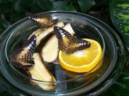 butterflies insect