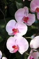 elegant orchids flowers