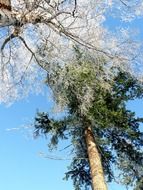 frozen tree and evergreen tree