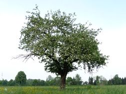 apple tree on the field