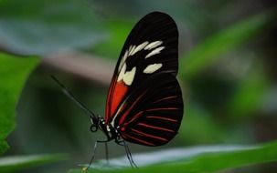 black butterfly with red pattern