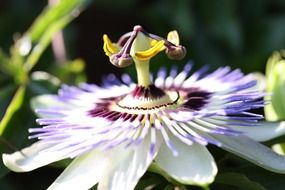 exotic plant flower passionflower