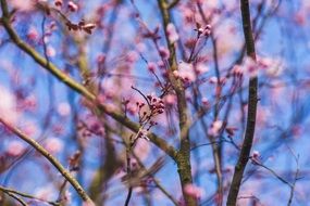 pink flowers on a tree in springtime