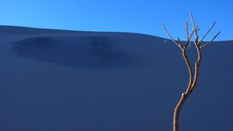 dune sand tree l