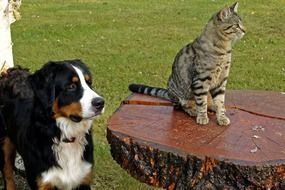 Colorful tabby cat and dog among the field