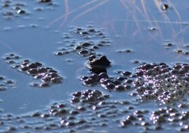 water bubbles from frogs