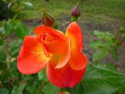 Orange rose with buds in the garden