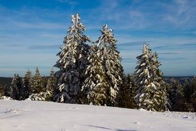 winter magic snow landscape with trees