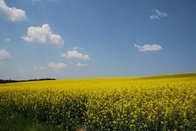 yellow nature Rapeseed field