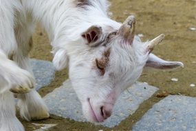 Beautiful, white and brown Girgentana goat drinking water