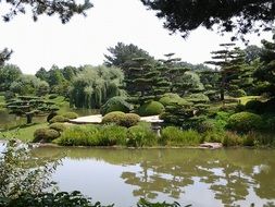 garden japanese greenery nature