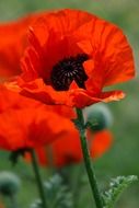 beautiful red poppies