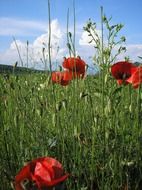 red poppies in grassland