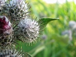 closeup thistle blossom