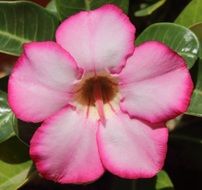 adenium from a genus of scucculents