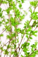 Young branches of a tree with green leaves