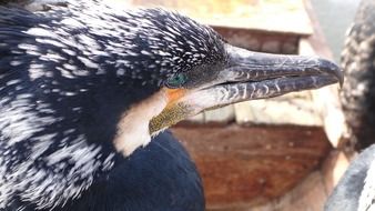 Head of cormorant close up