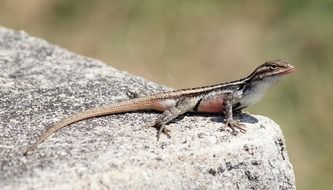 Macro photo of the Texas rose-bellied lizard