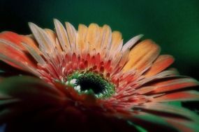 colorful gerbera flower
