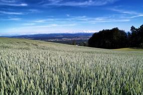 Picturesque wheat field in Switzerland