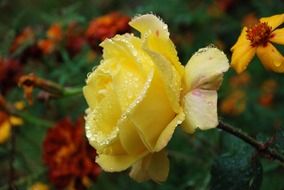 yellow garden rose in water drops