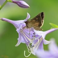 moth on a light flower close up