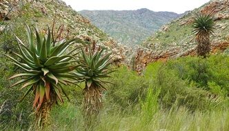 vegetation in a canyon in south africa