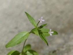Green plants with small flowers