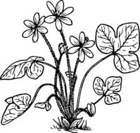 Black and white drawing of the herb clipart