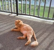 relaxed fat cat lying