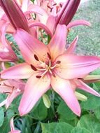 blooming pink lilies in the garden in summer