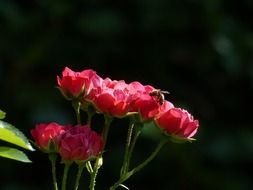 Pink roses on a branch on a dark blurry background