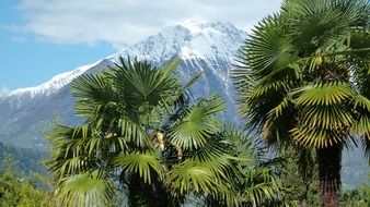 palm trees on the mountain background