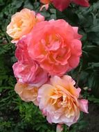 beautiful decorative garden roses close-up