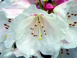 white rhododendrum on a flowerbed in the garden