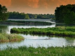 canadian geese in a lake in wisconsin