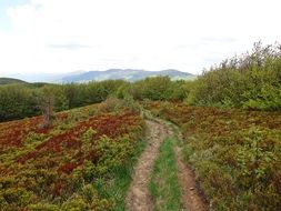 trail in mountains