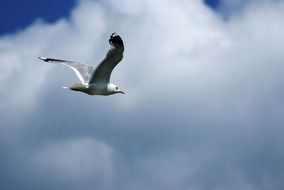 landscape of soaring grey seagull in the sky