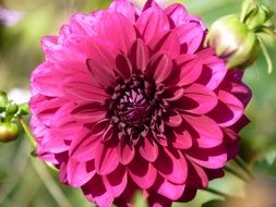 Close-up of the pink dahlia flower