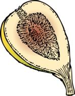 Drawing of ripe sweet fig fruit