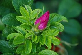dog rose bud after rain