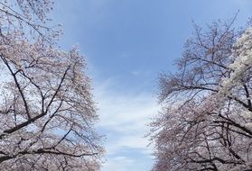 flowering sakura in japan