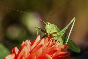 grasshopper on a red flower close up