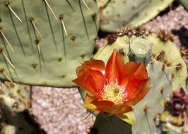 red flower on a cactus under the bright sun