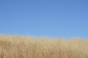 landscape of blue clear sky over the field
