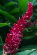 Pink ginger flowers blossom