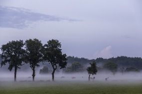 landscape of a foggy meadow