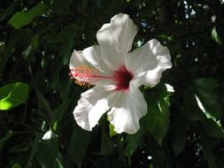 white hibiscus with a scarlet core