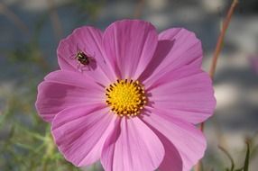 flower with insect close up